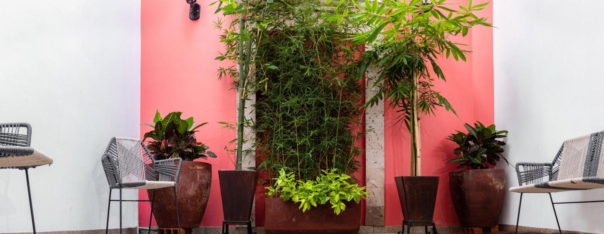 Nueve Agaves Hotel Tequila Ngoại thất bức ảnh